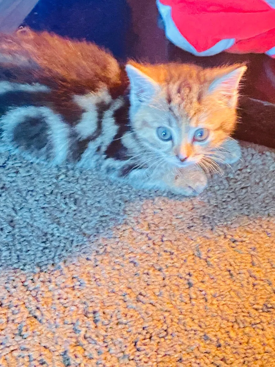 Kitten very cute and very clean - Image 3