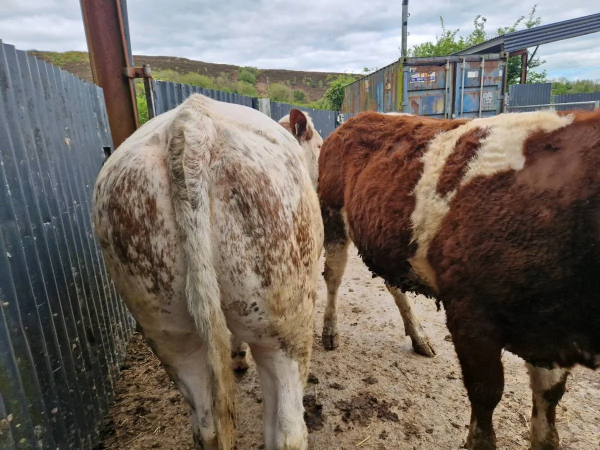 Belgium Blue breeding heifers - Image 3