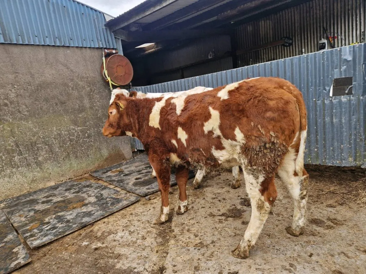 Belgium Blue breeding heifers - Image 4