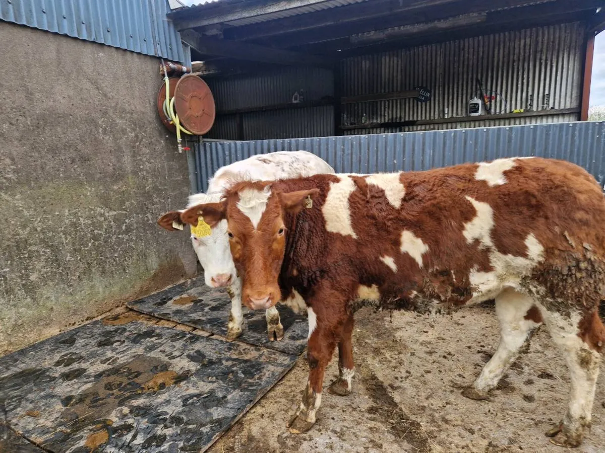 Belgium Blue breeding heifers - Image 1