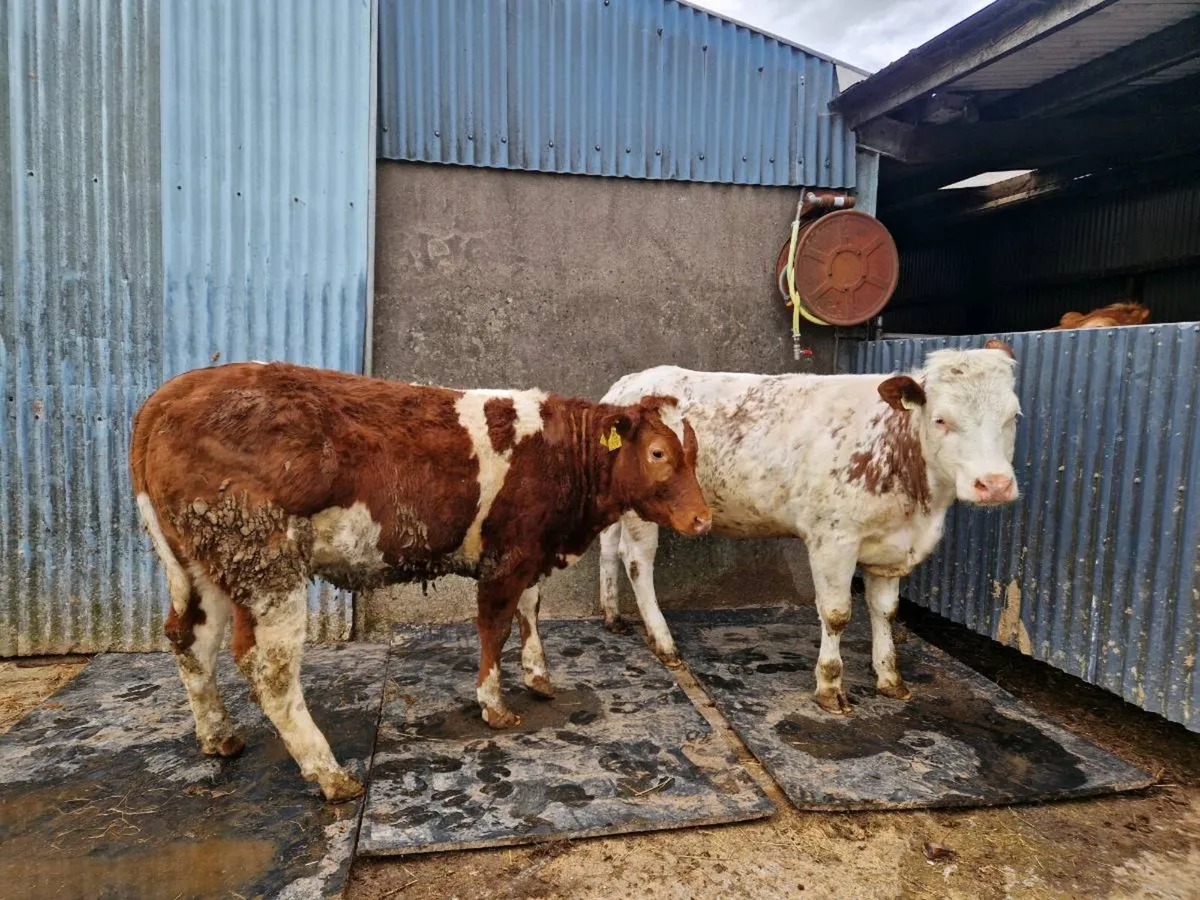 Belgium Blue breeding heifers - Image 2