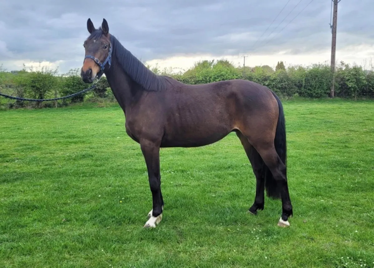 3yo ISH Gelding - Image 1