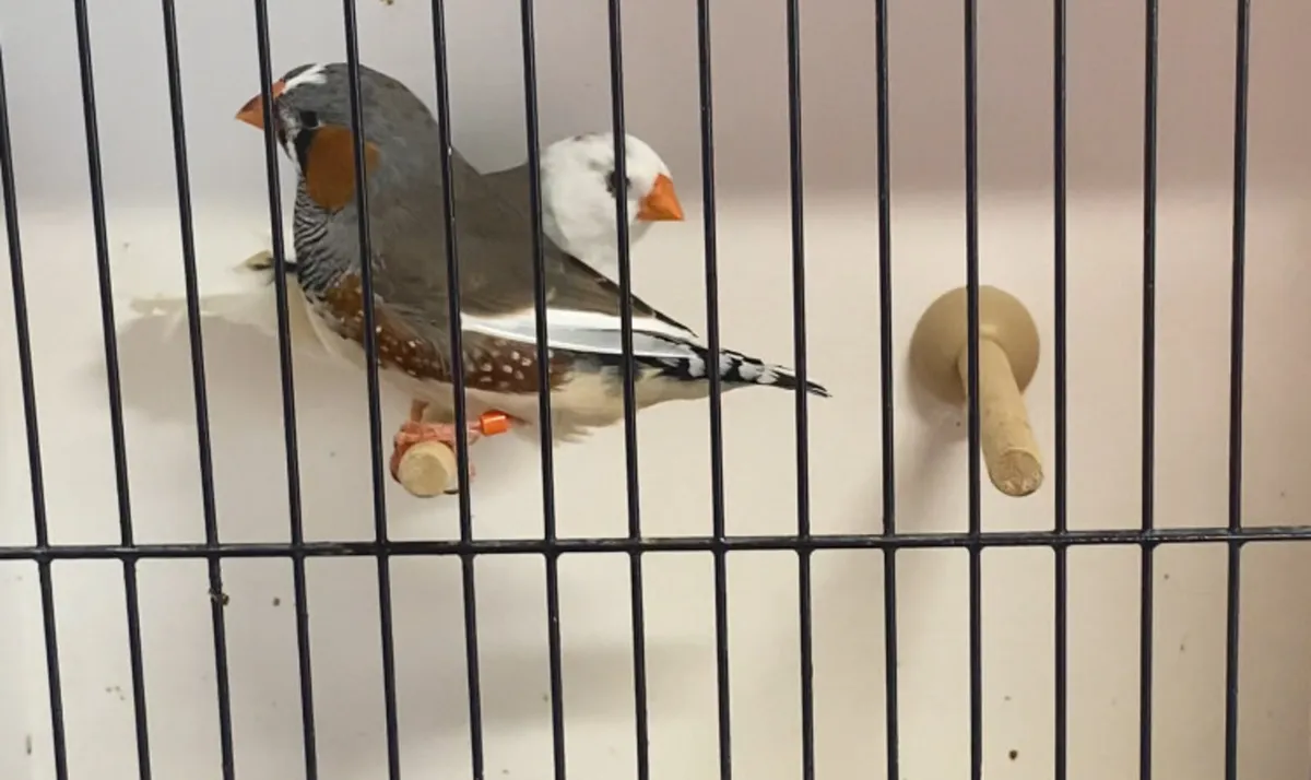 Zebra finch - Image 1