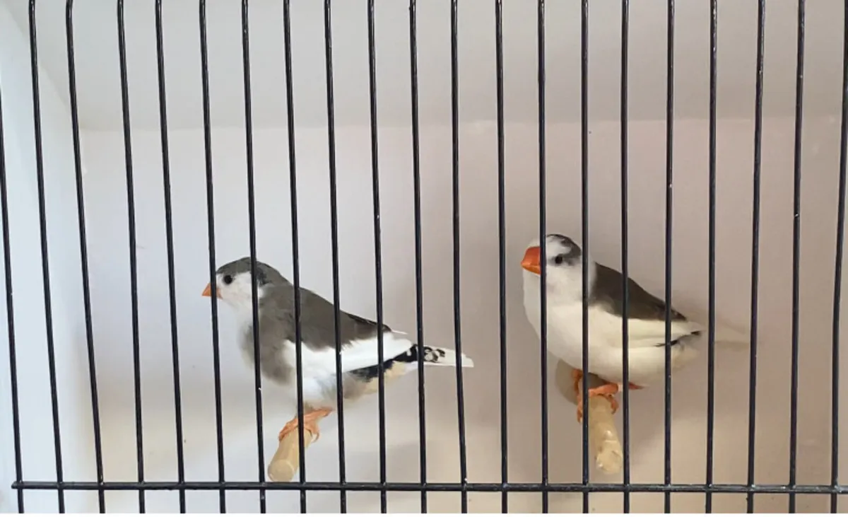 Zebra finch - Image 2