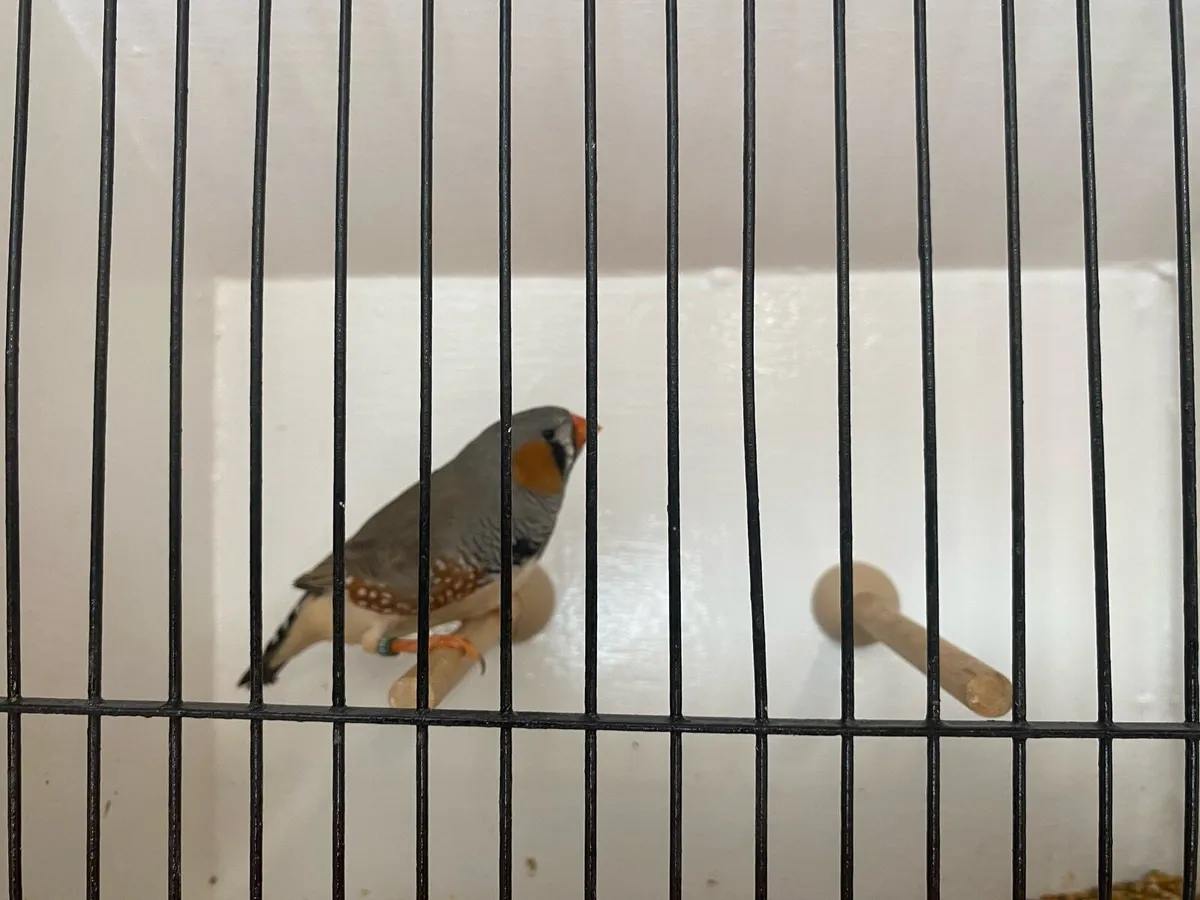 Zebra finch - Image 3