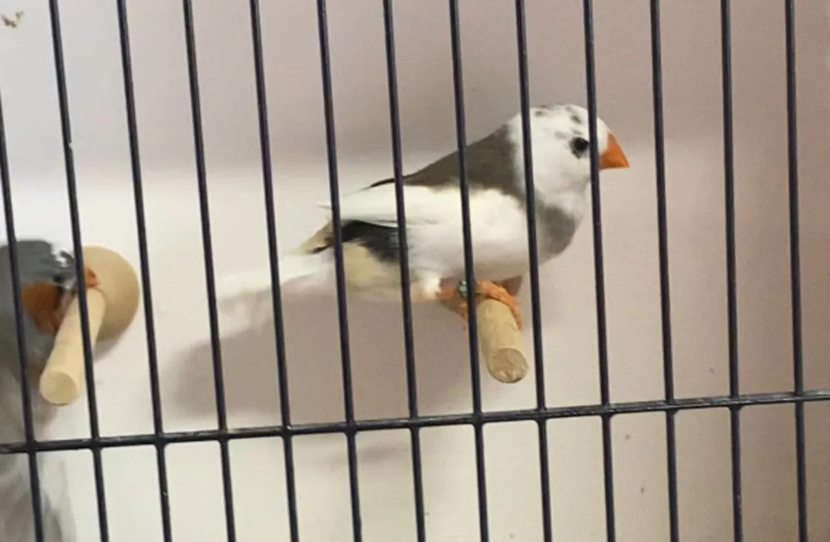 Zebra finch - Image 4