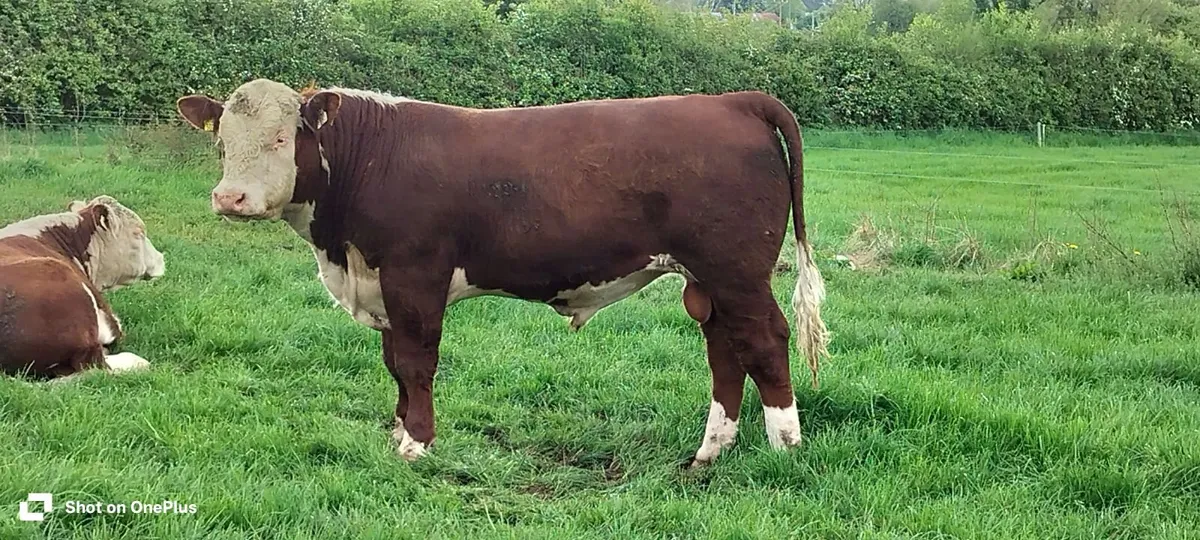 Hereford Bulls PBR - Image 2