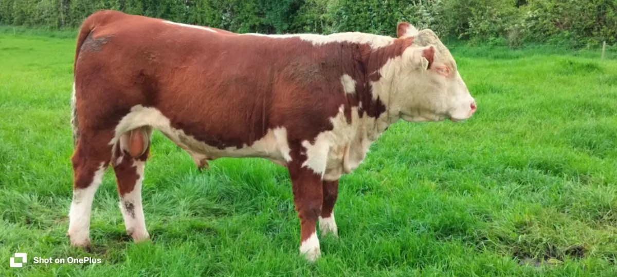 Hereford Bulls PBR - Image 3
