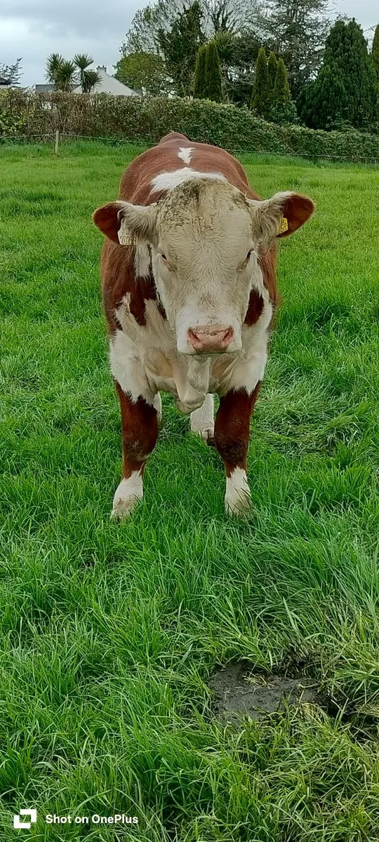 Hereford Bulls PBR - Image 4