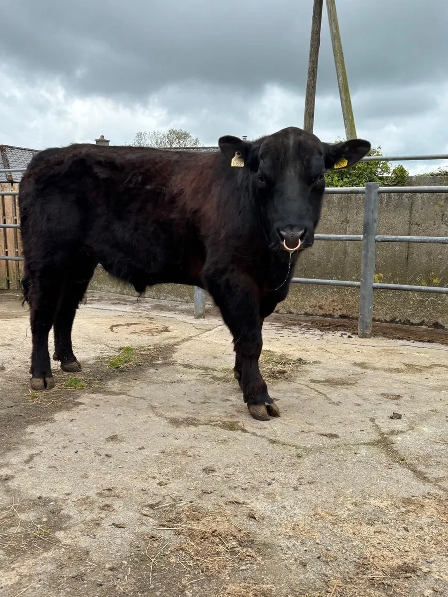 Angus  bull 3 year old - Image 2