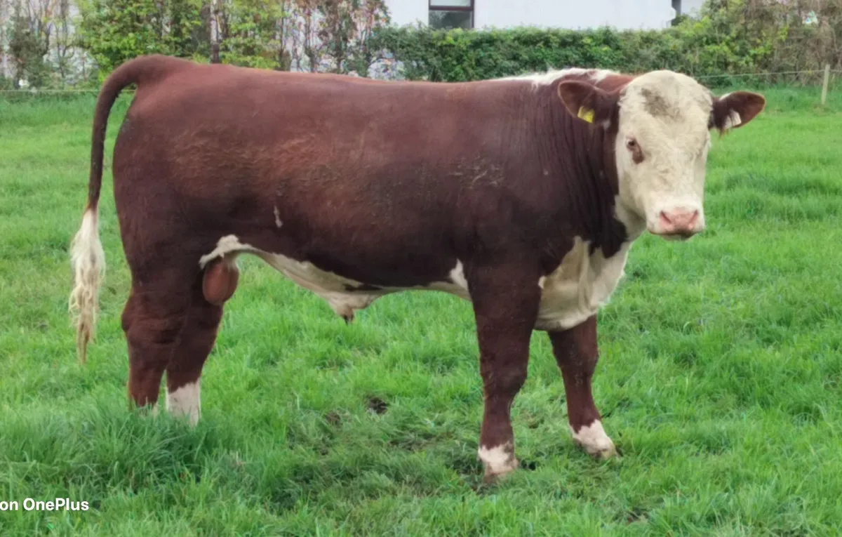 Hereford Bulls PBR - Image 1