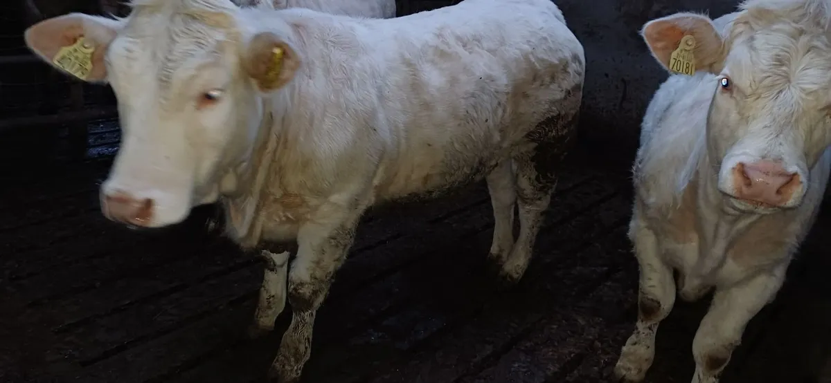 Pedigree Registered Charolais Weanling Heifers - Image 2