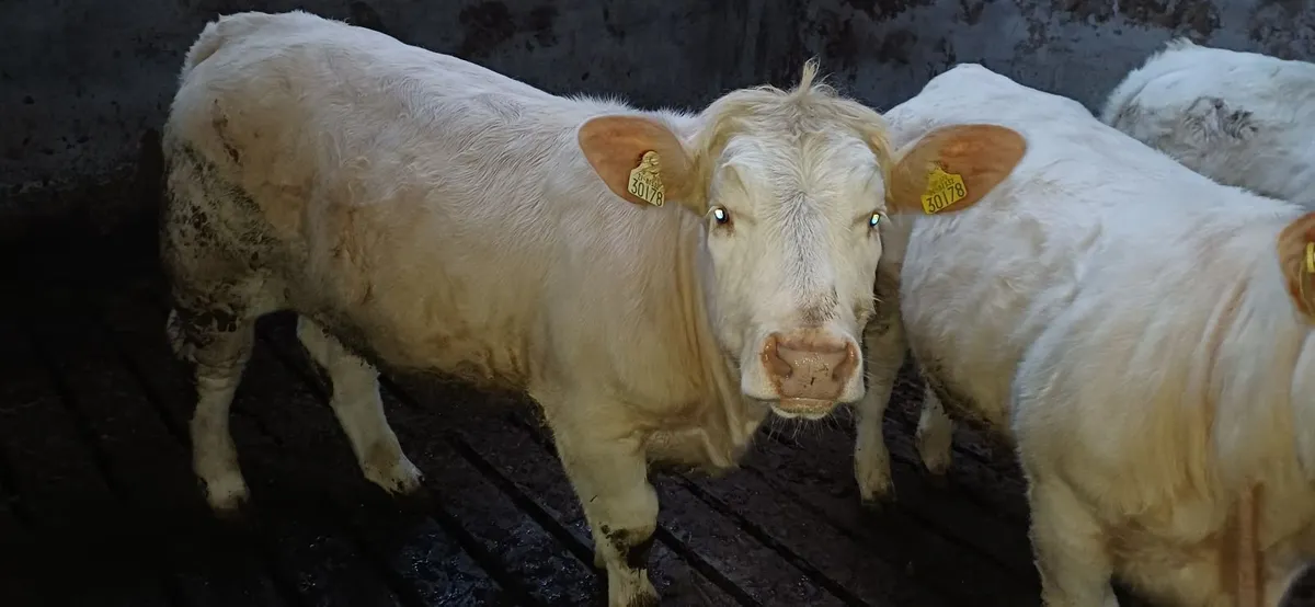 Pedigree Registered Charolais Weanling Heifers - Image 3