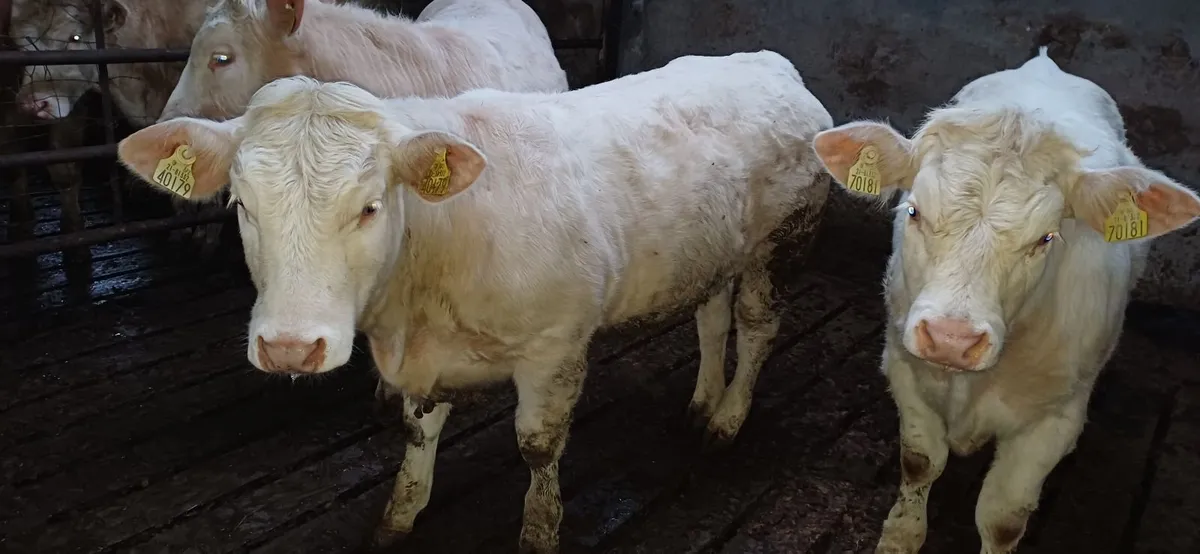Pedigree Registered Charolais Weanling Heifers - Image 1