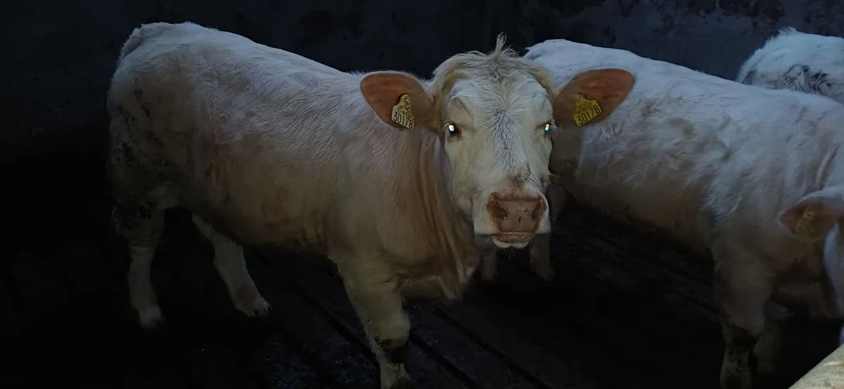 Pedigree Registered Charolais Weanling Heifers - Image 4