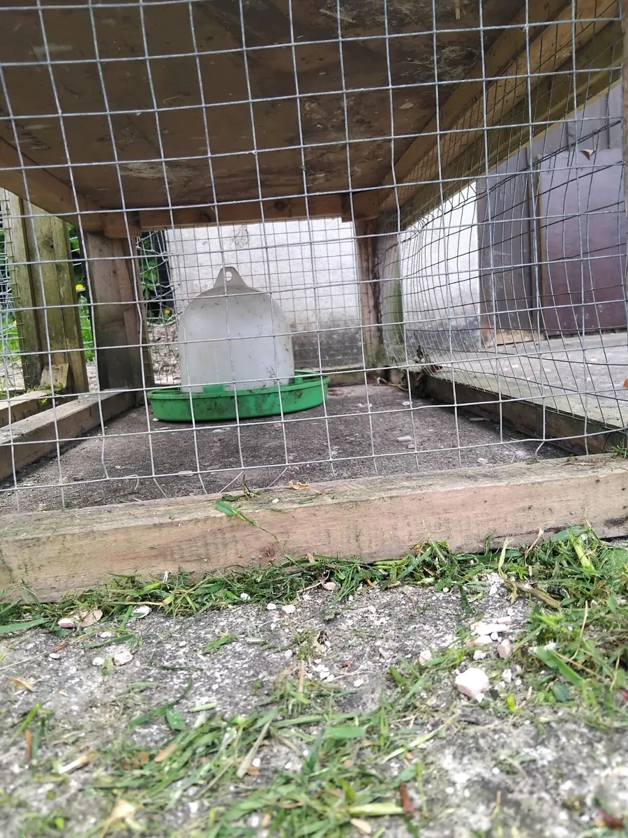 Hen coop - Image 1