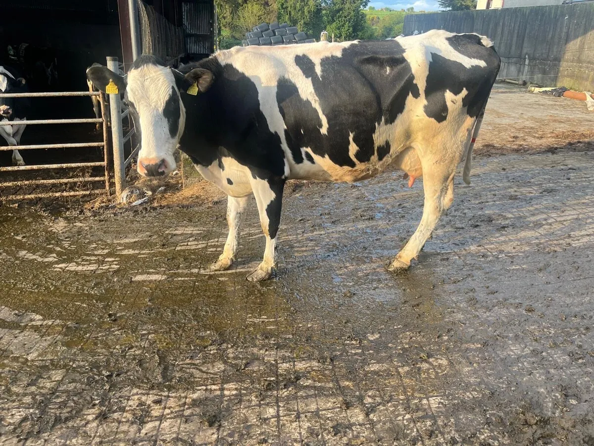 Gortatlea  mart sale - Image 1