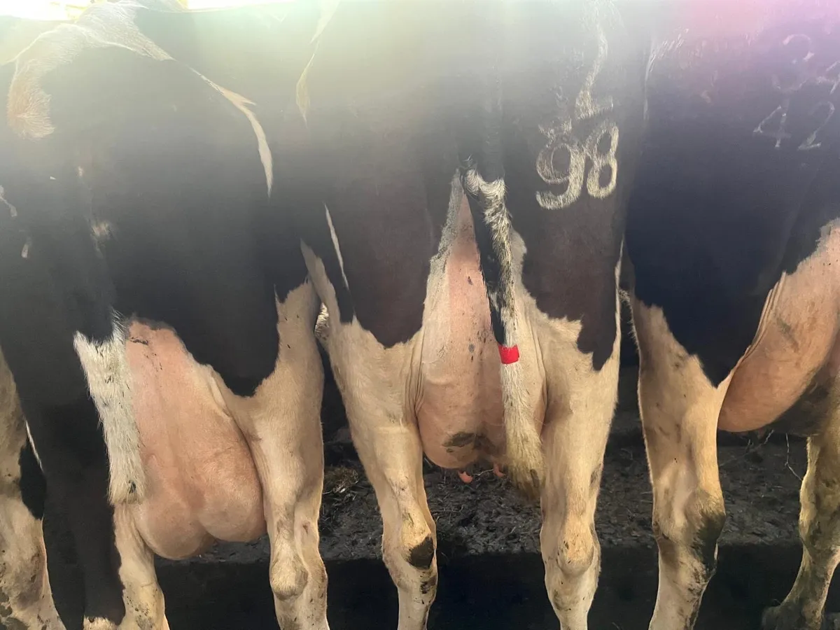 Gortatlea  mart sale - Image 2