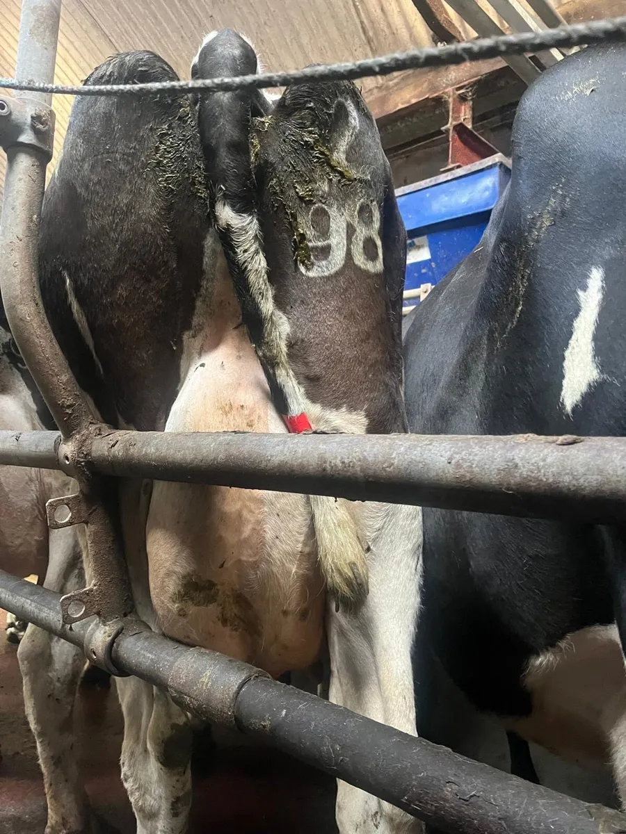 Gortatlea  mart sale - Image 3