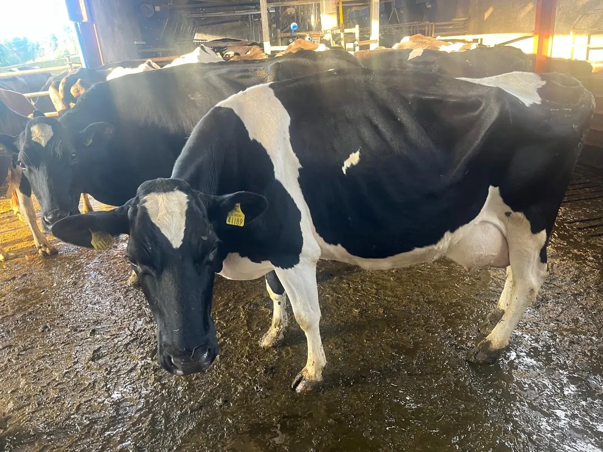 Gortatlea  mart sale - Image 4