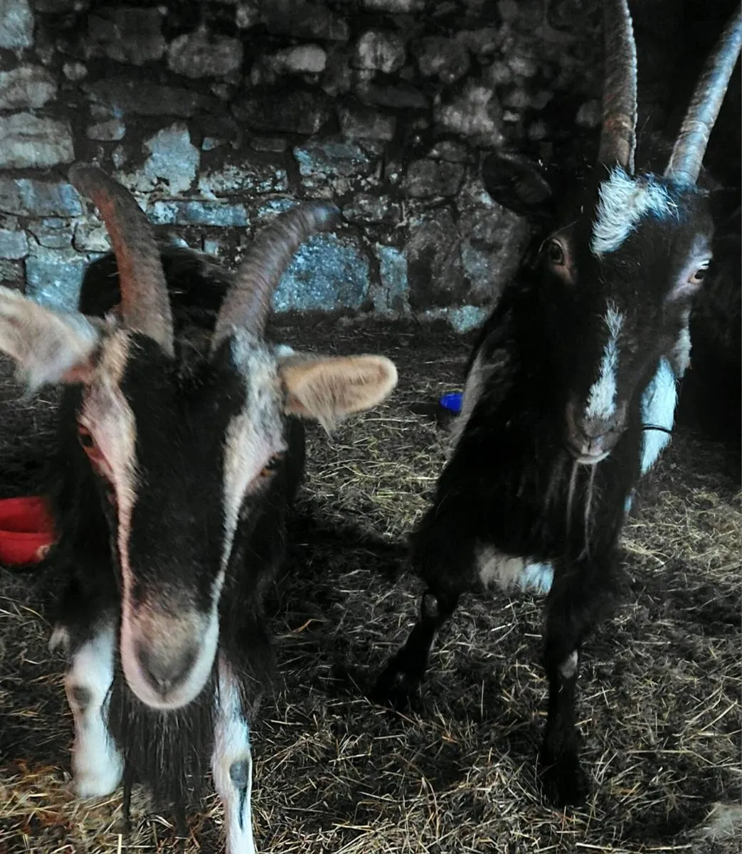 Goats - Image 4