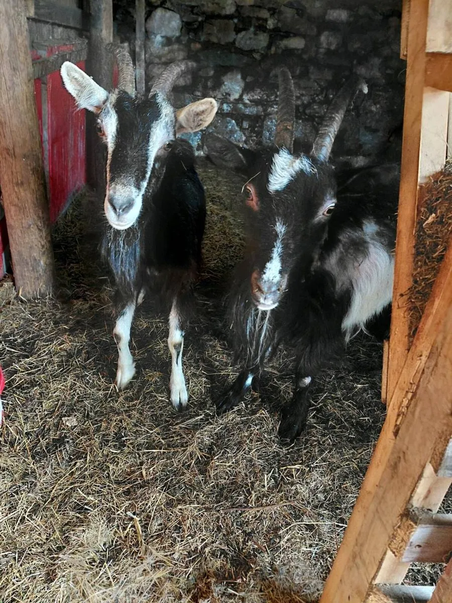 Goats - Image 1