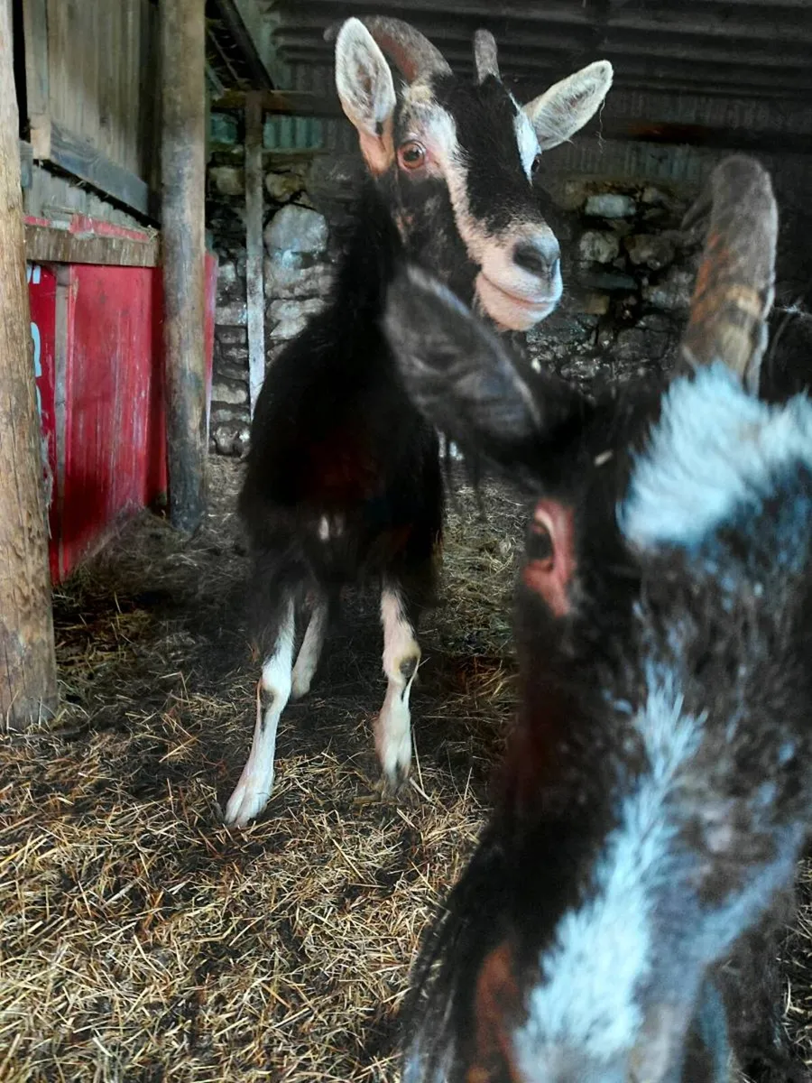 Goats - Image 2
