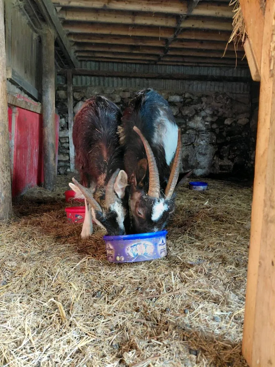 Goats - Image 3