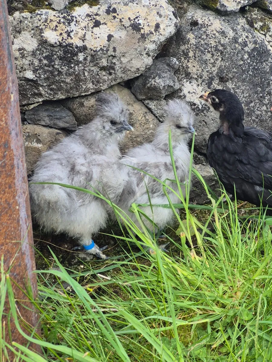 Exchequer Leghorn chicks - Image 3