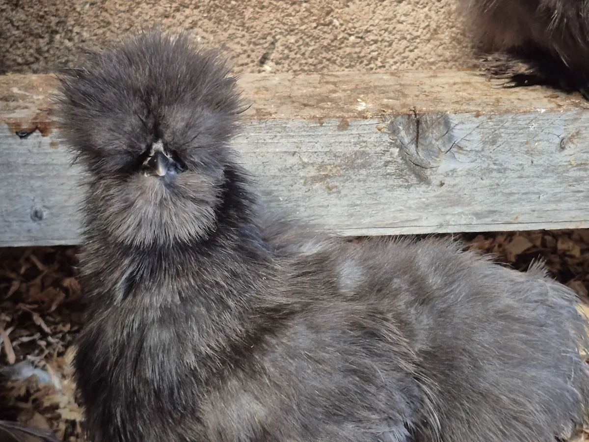 Exchequer Leghorn chicks - Image 4