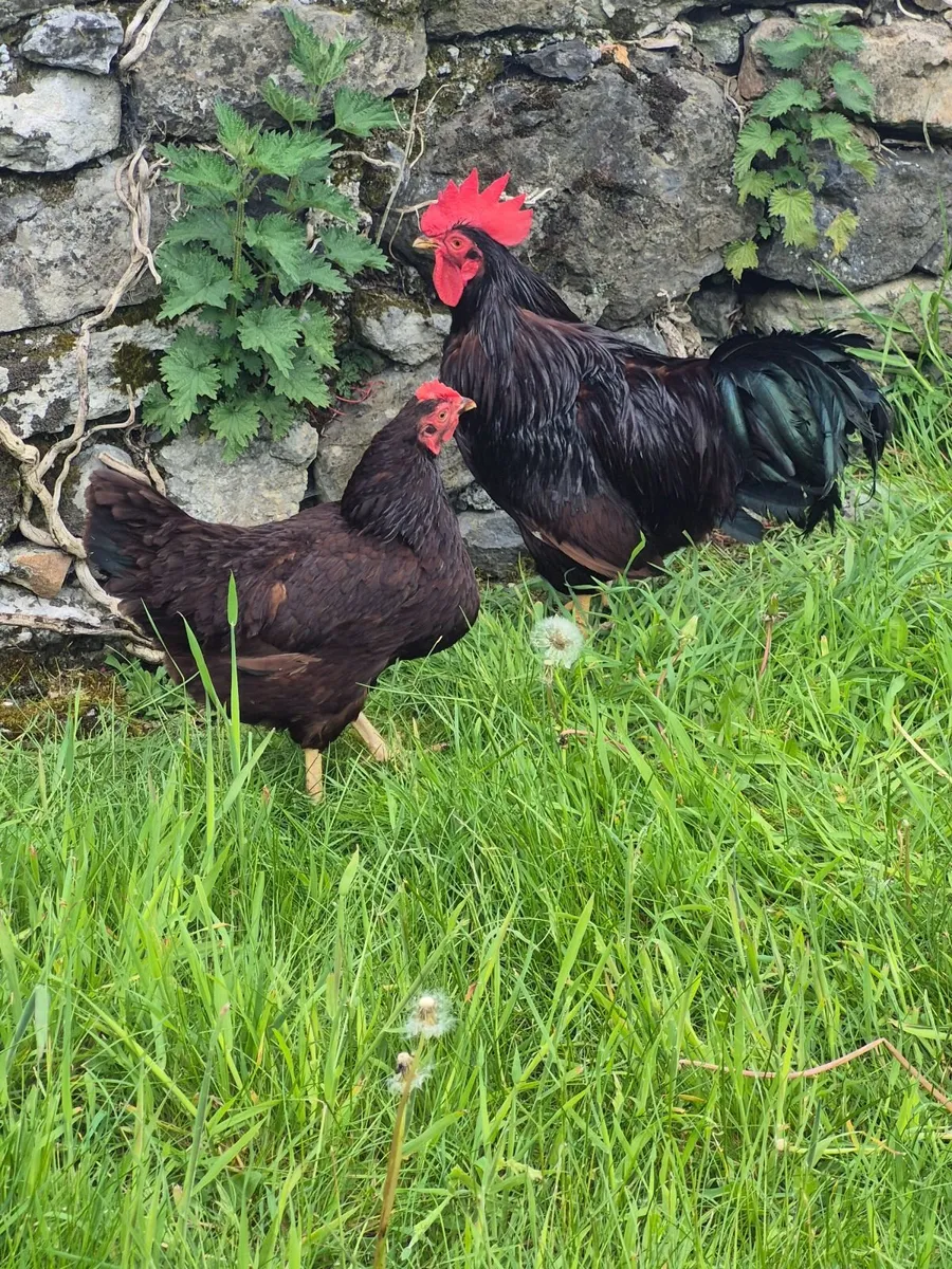 Laying and broody hens - Image 1