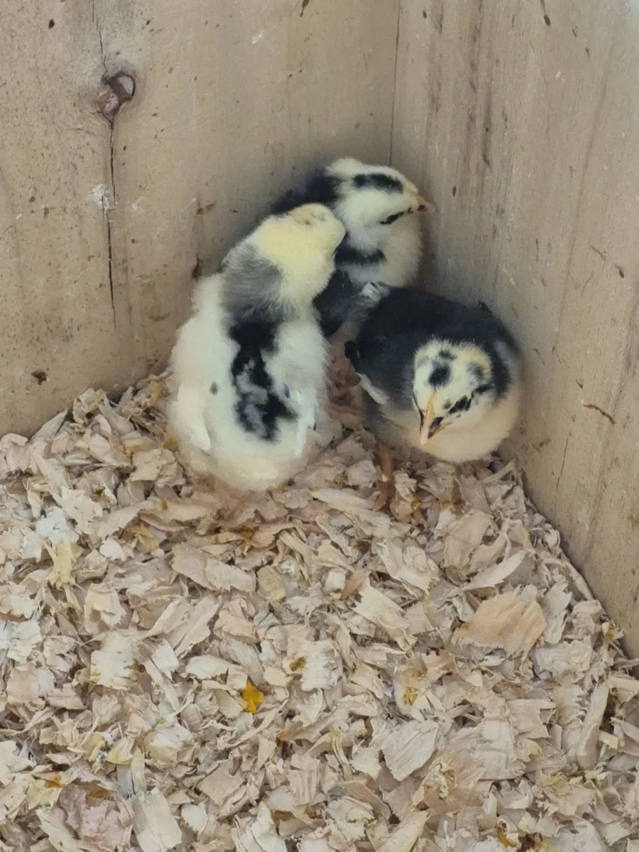 Exchequer Leghorn chicks - Image 1