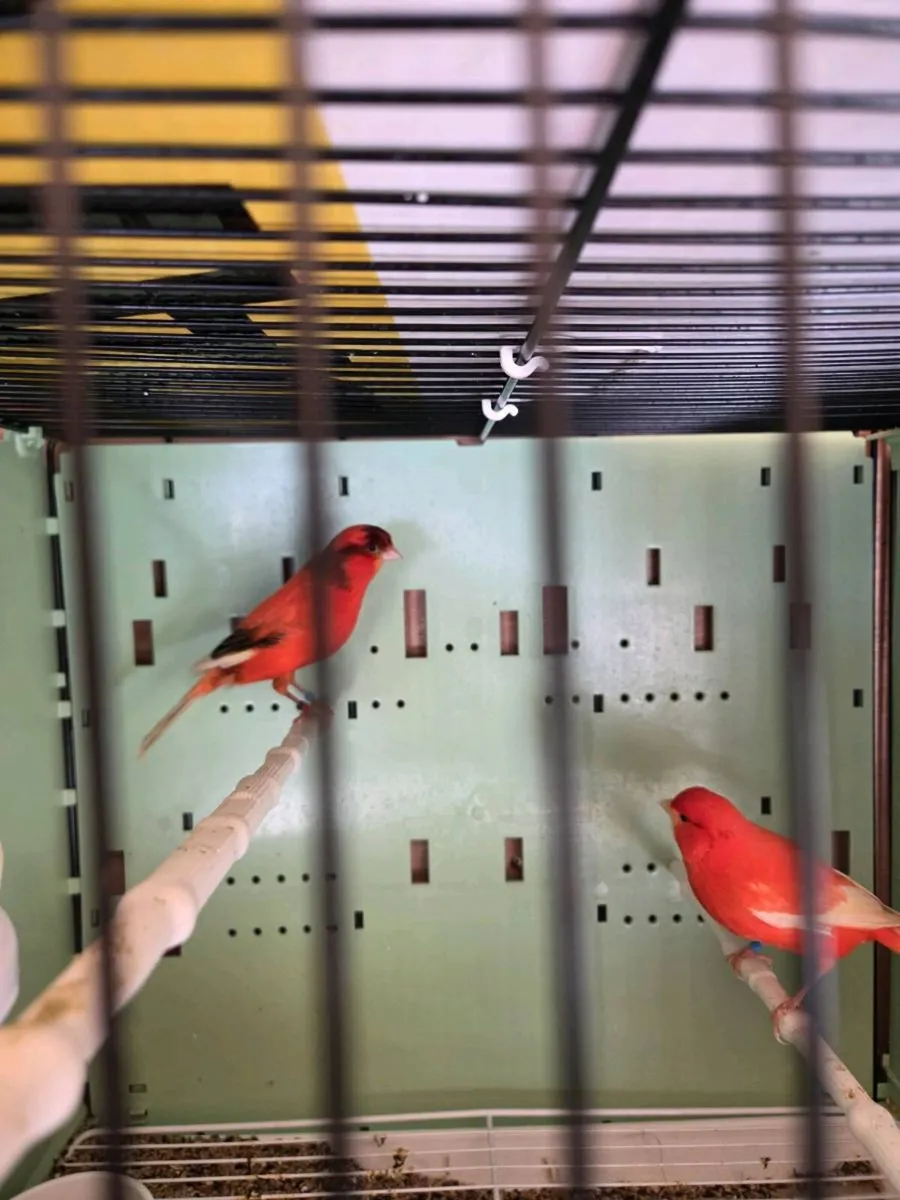 Birds