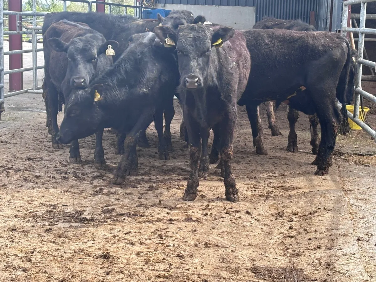 8 Angus & Freisan bulls  for sale - Image 3