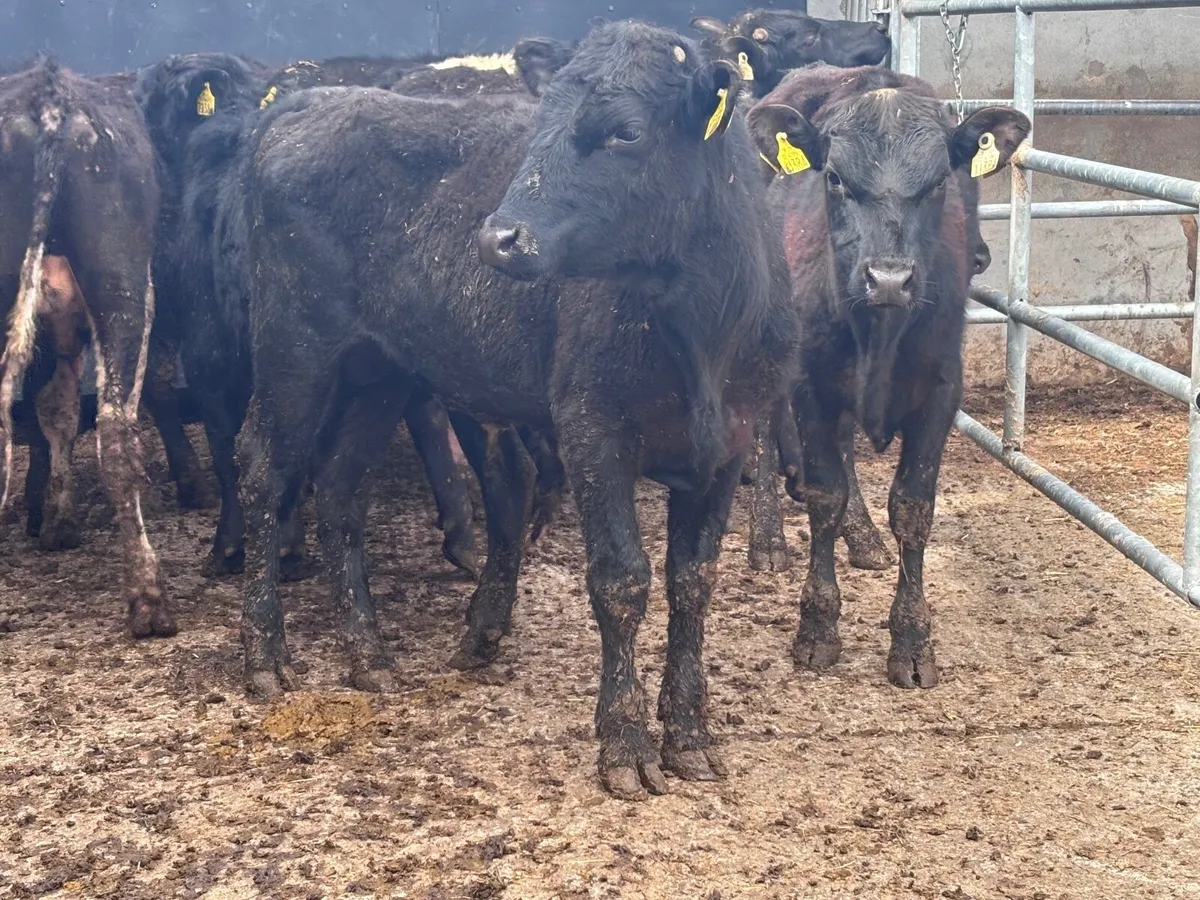 8 Angus & Freisan bulls  for sale - Image 1