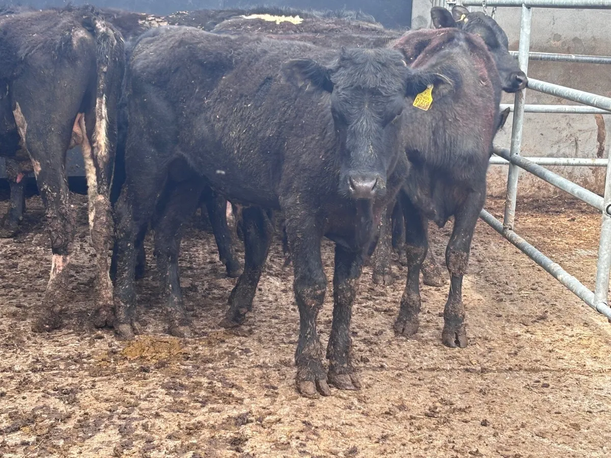 8 Angus & Freisan bulls  for sale - Image 4