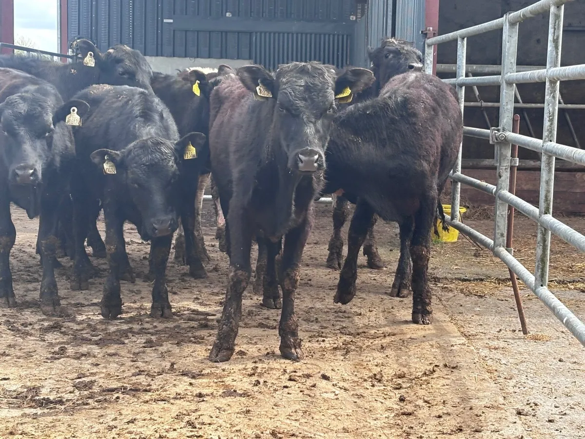 8 Angus & Freisan bulls  for sale - Image 2