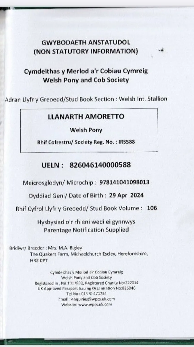 2yr old reg. Welsh Section B Gelding - Image 4