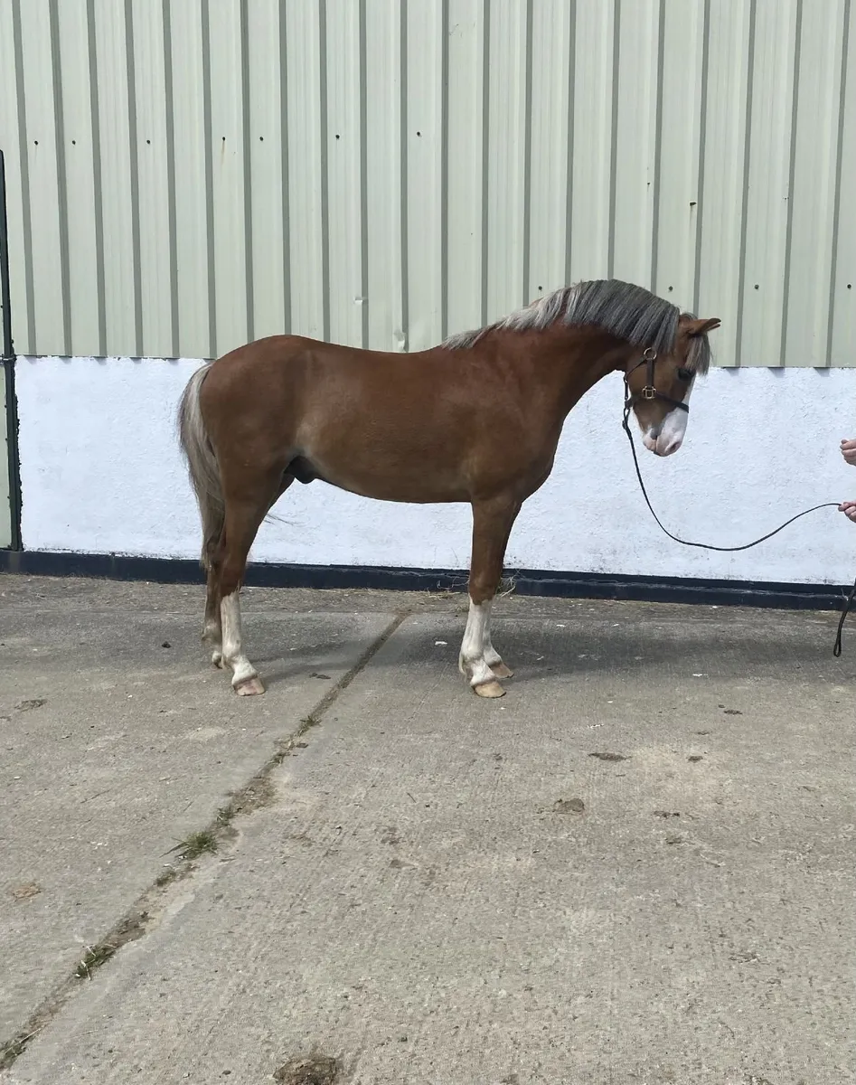 2yr old reg. Welsh Section B Gelding - Image 1