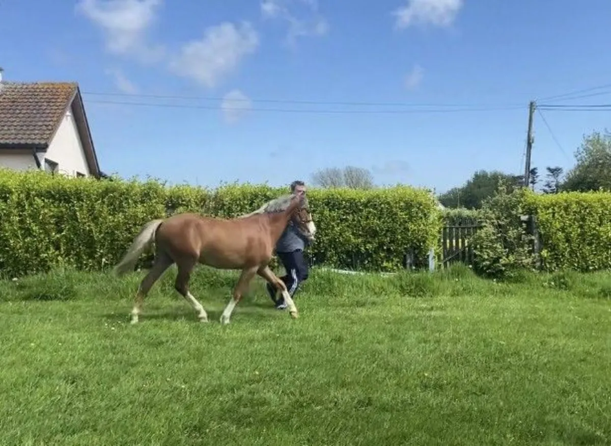 2yr old reg. Welsh Section B Gelding - Image 3