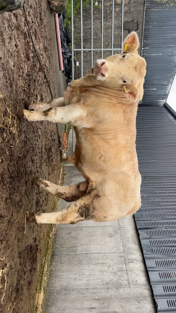 Charolais bull - Image 1