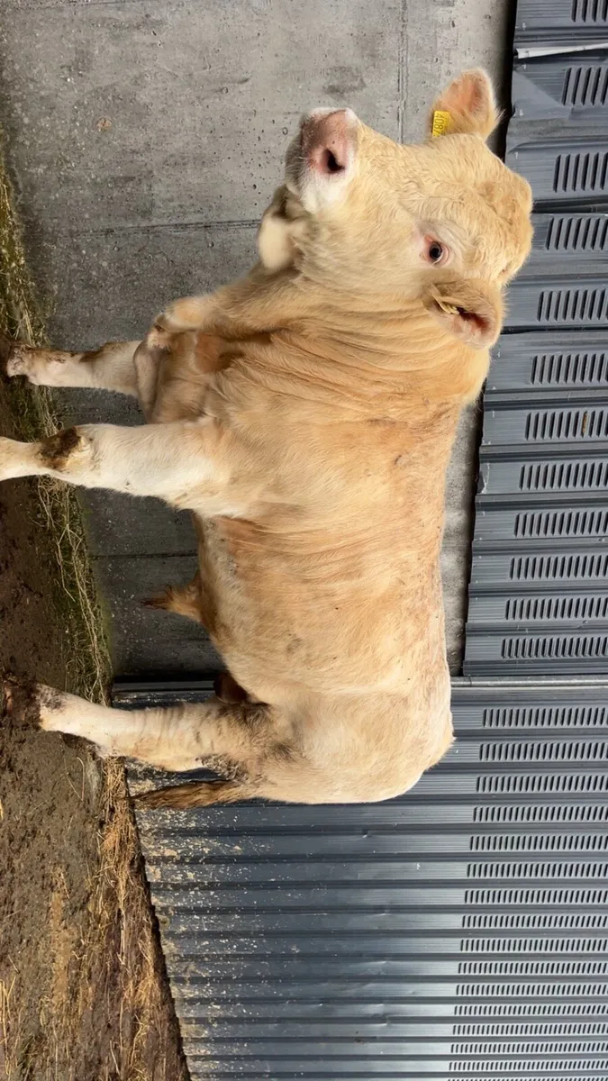 Charolais bull - Image 2