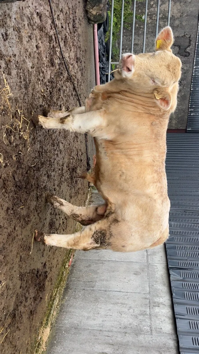 Charolais bull - Image 3