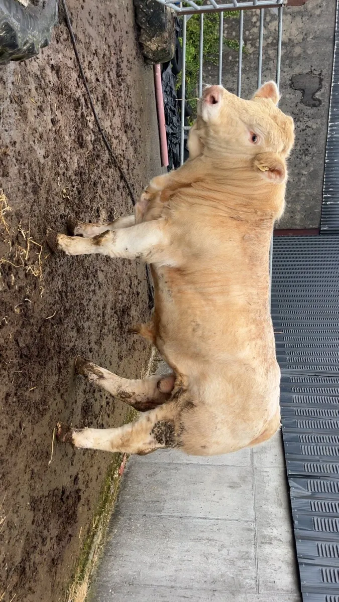 Charolais bull - Image 4