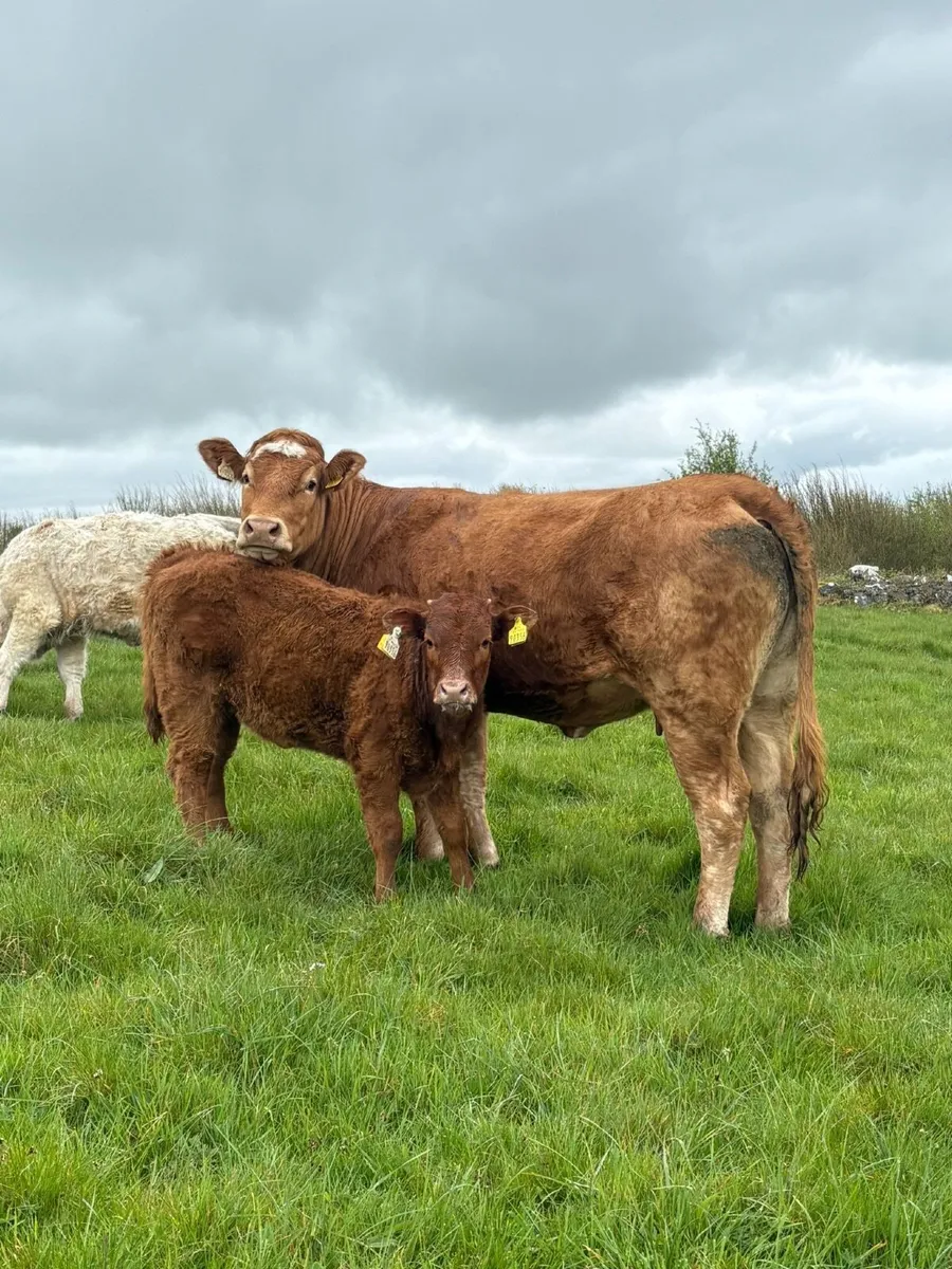 Cow & Calf - Image 1