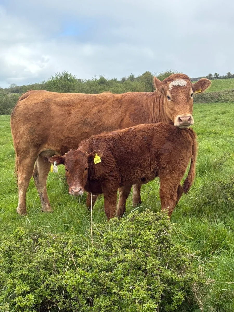 Cow & Calf - Image 2