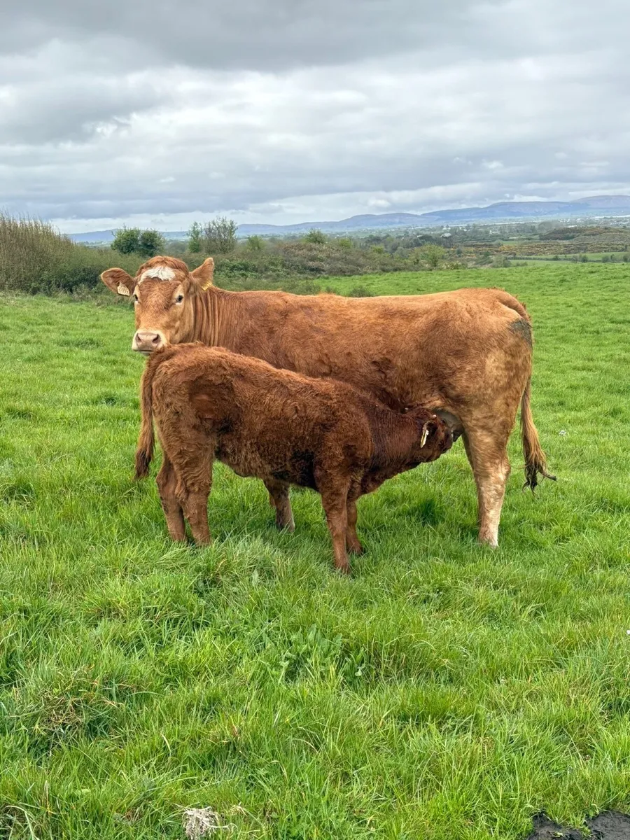 Cow & Calf - Image 3