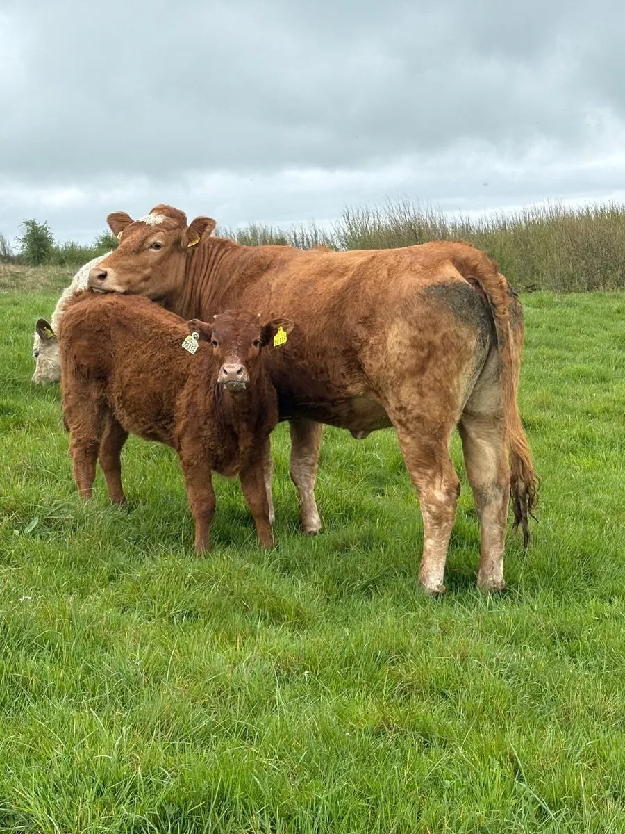Cow & Calf - Image 4