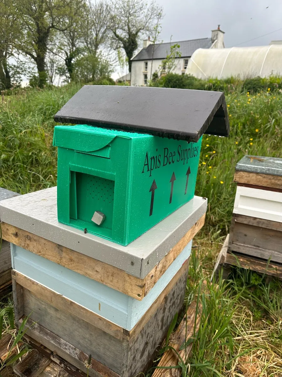 Over Wintered Nuc Bees - AMM - Image 4