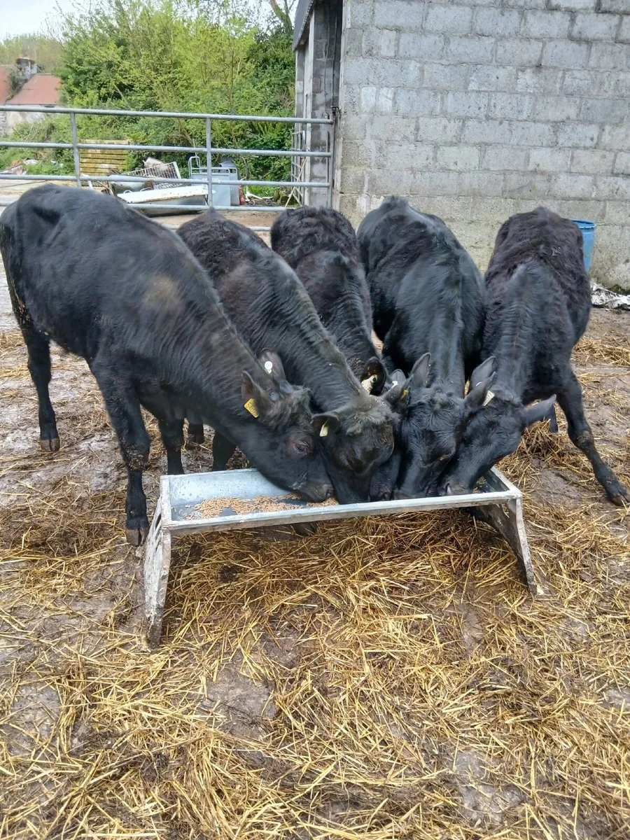Polly heifers for sale - Image 1
